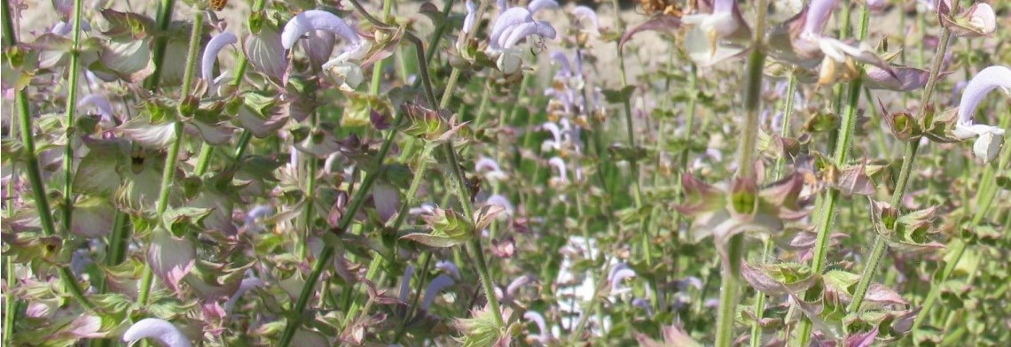 Ätherisches Muskatellersalbeiöl naturrein