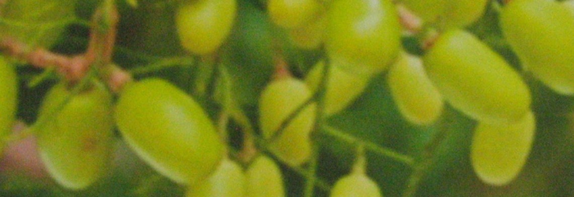 Neemöl BIO (für kosmetische Zwecke) Neemöl BIO (für kosmetische Zwecke)