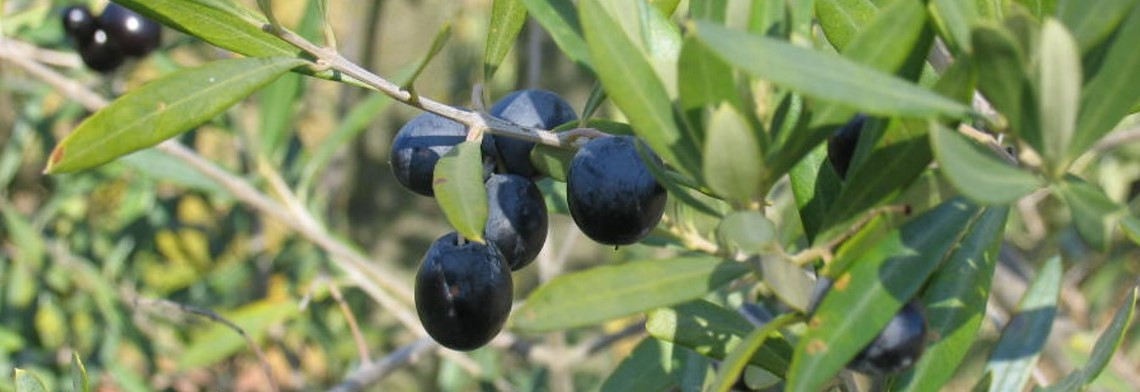 Olivenöl extra nativ, kaltgepresst