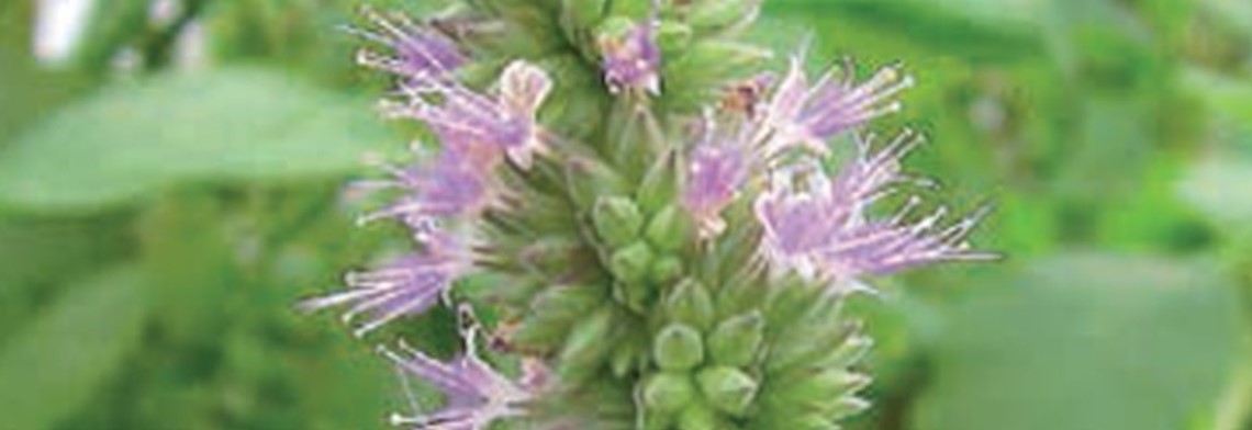 Parfumöl Patchouli Parfumöl Patchouli