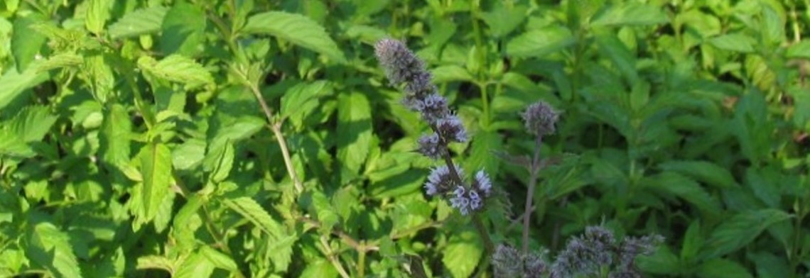 Ätherisches Pfefferminzöl naturrein Ätherisches Pfefferminzöl naturrein