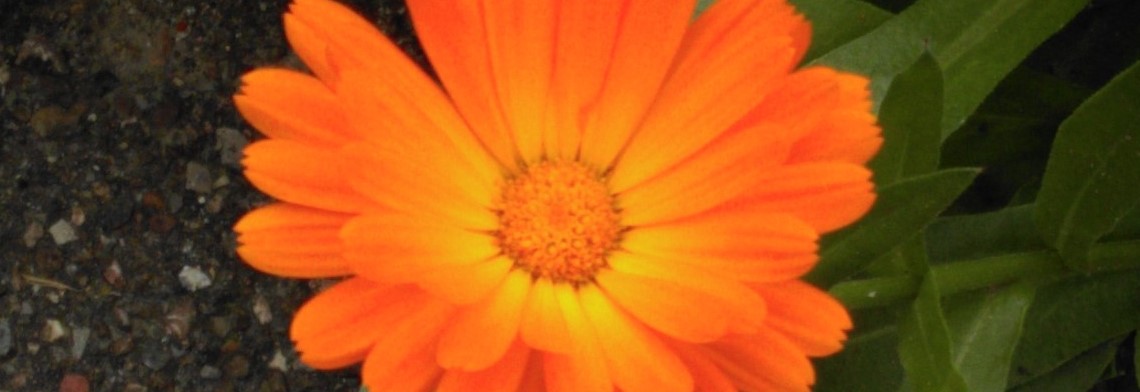Parfumöl Ringelblume N Parfumöl Ringelblume N