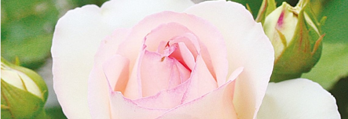 Ätherische Mischung Rosa-Centifolia, naturrein