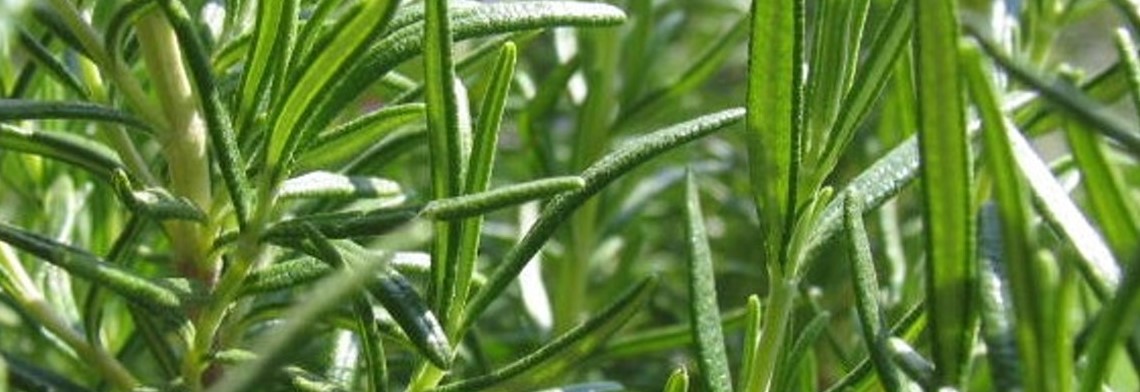 Ätherisches Rosmarinöl Tunesien naturrein Ätherisches Rosmarinöl Tunesien naturrein