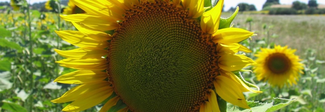 Sonnenblumenöl Sonnenblumenöl