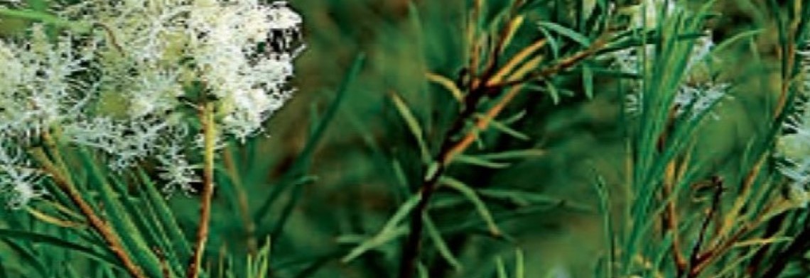 Ätherisches Teebaumöl, naturrein Ätherisches Teebaumöl, naturrein
