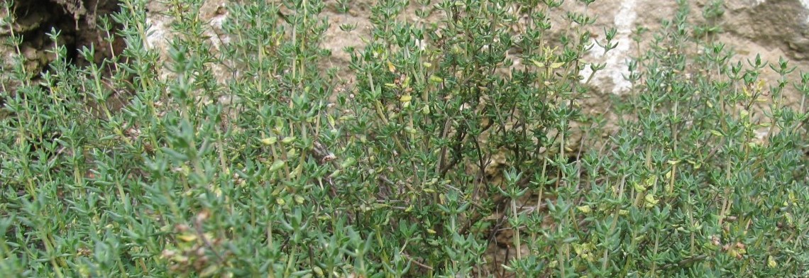 Ätherisches Thymianöl naturidentisch Ätherisches Thymianöl naturidentisch