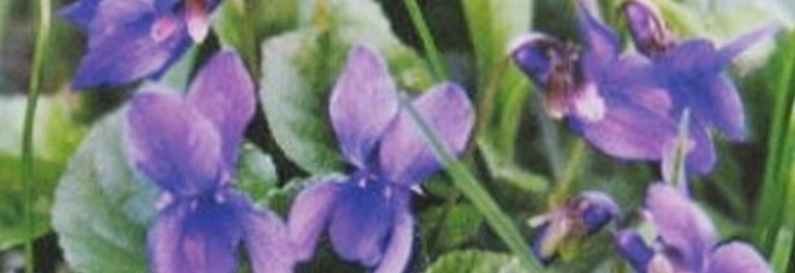 Parfumöl Violet (Veilchenblüte)