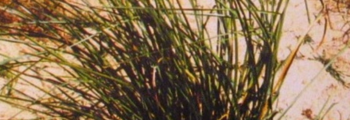 Ätherisches Vetiveröl naturrein Ätherisches Vetiveröl naturrein