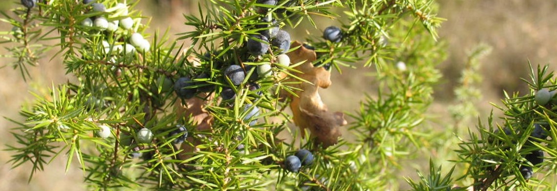 Ätherisches Wacholderholzöl naturrein