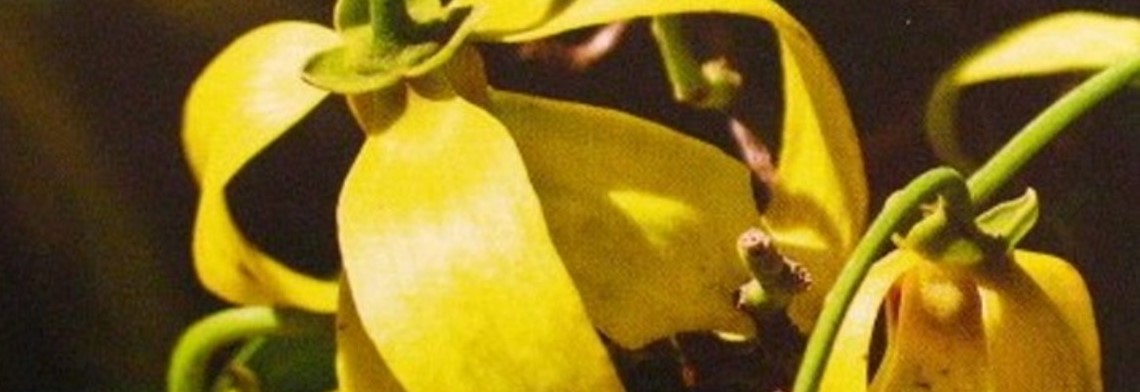 Ätherisches Ylang-Ylang naturidentisch Ätherisches Ylang-Ylang naturidentisch