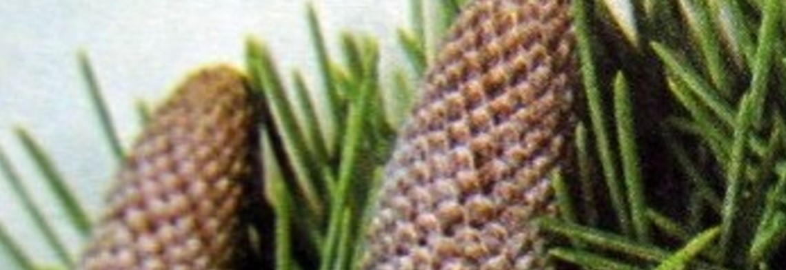 Ätherisches Zedernholzöl Atlas kbA naturrein Ätherisches Zedernholzöl Atlas kbA naturrein