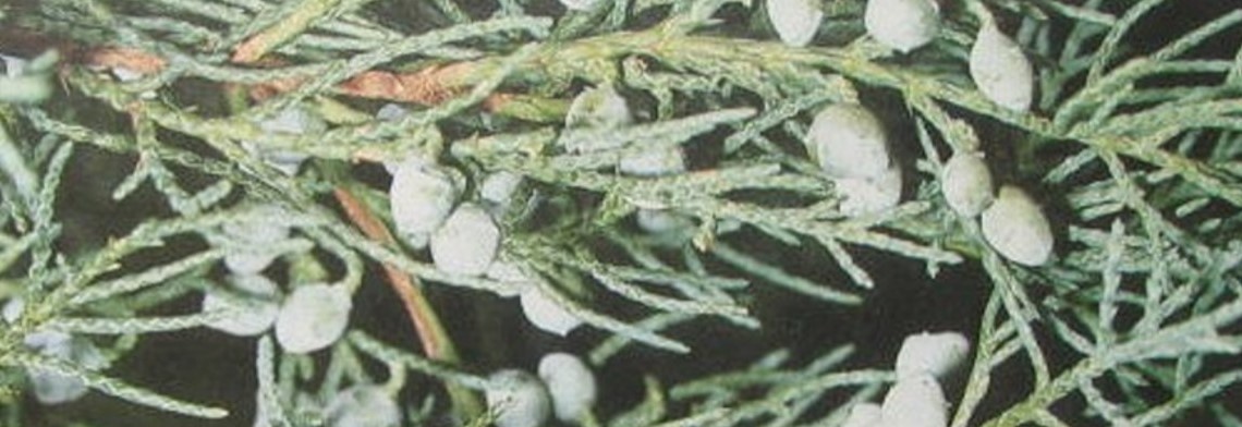 Ätherisches Zedernholzöl Mexiko (amerikanisch) naturrein Ätherisches Zedernholzöl Mexiko (amerikanisch) naturrein
