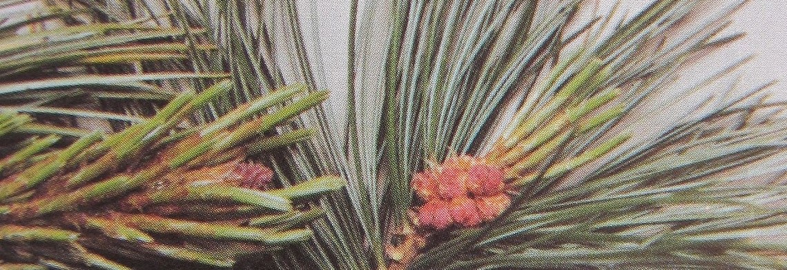 Ätherische Mischung Zirbe "Cembra" naturrein Ätherische Mischung Zirbe "Cembra" naturrein