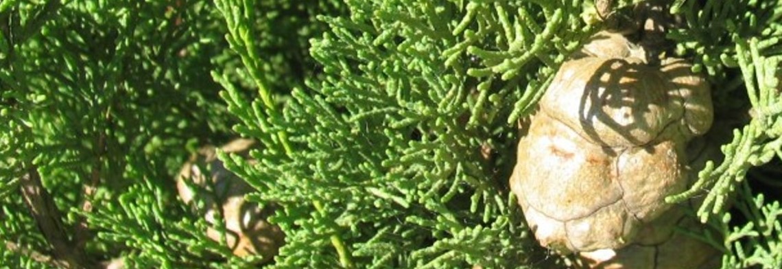Ätherisches Zypressenöl naturrein Ätherisches Zypressenöl naturrein
