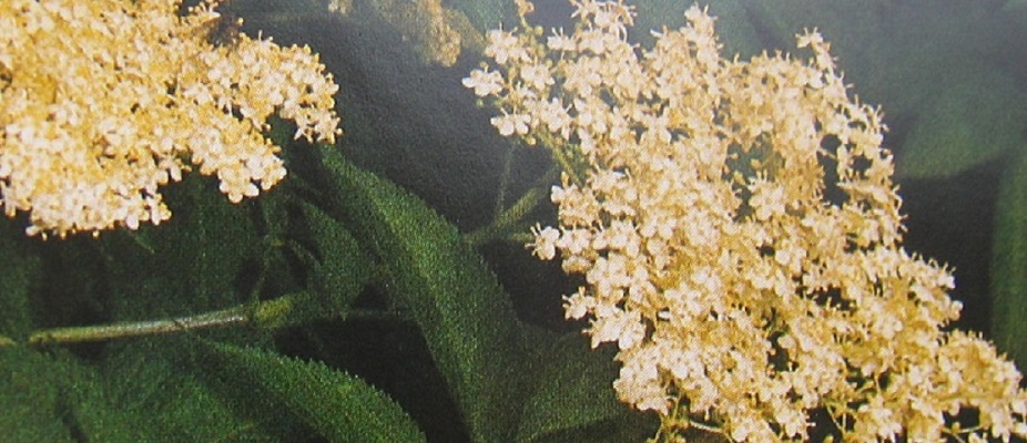 Parfumöl Holunderblüte