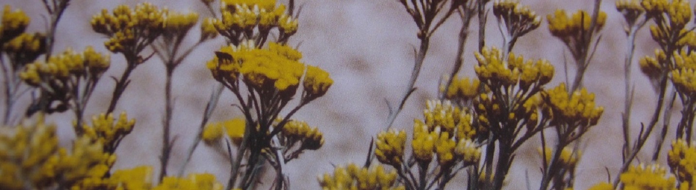 Parfumöl Immortelle Parfumöl Immortelle
