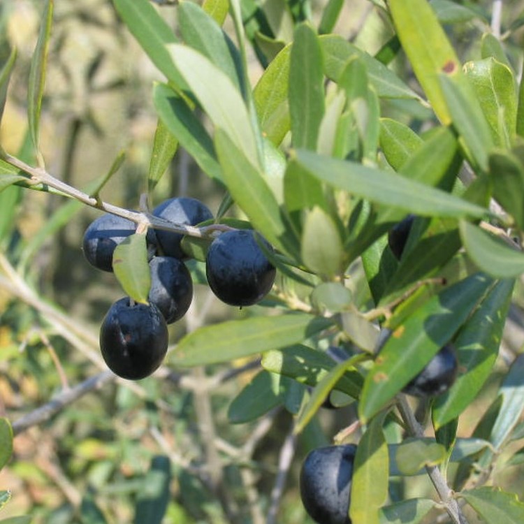 Olivenöl "nativ extra", kaltgepresst   5Liter