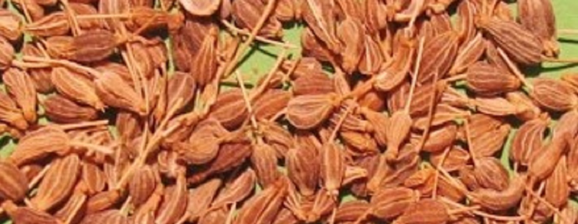 Ätherisches Anisöl naturidentisch Ätherisches Anisöl naturidentisch